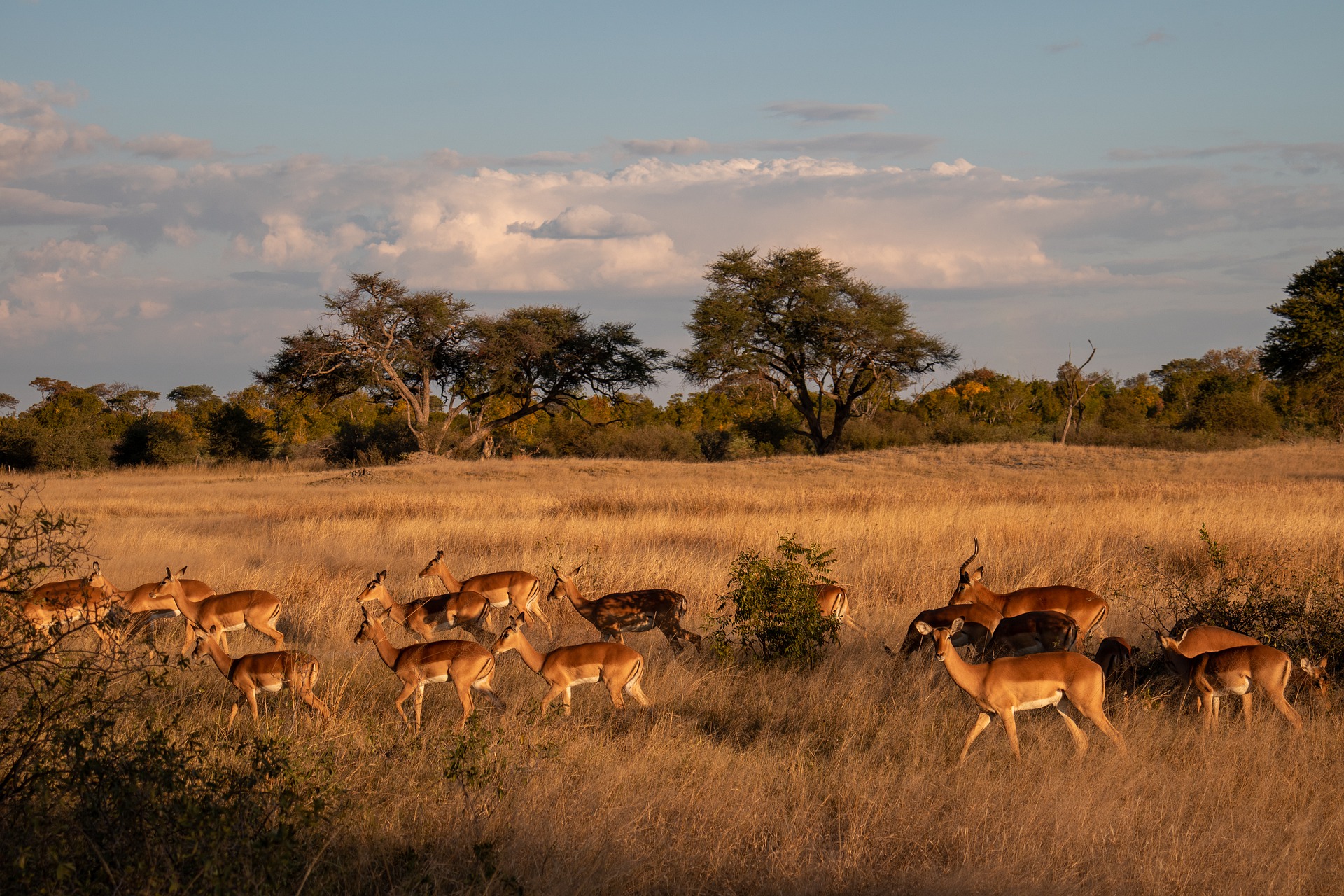 Botswana - Zimbabwe