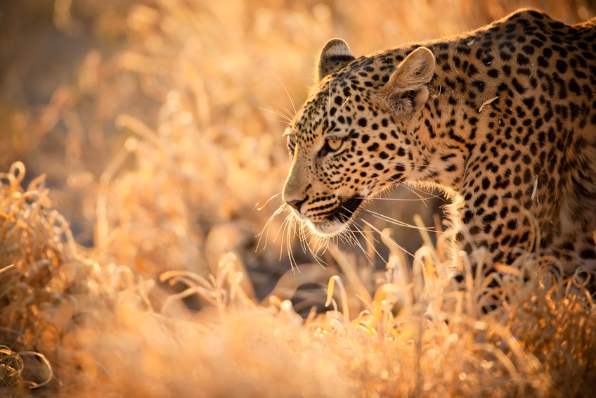 AFRIQUE DU SUD - SAFARIS ET DECOUVERTE DU PAYS ZULUS