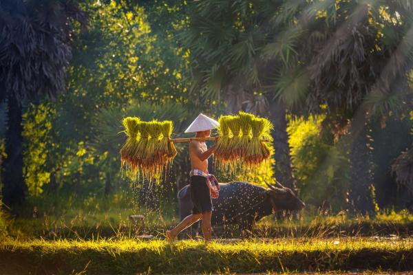 LUMIERE DU LAOS