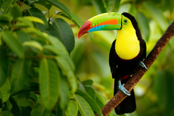 costa rica - toucan - dimension site