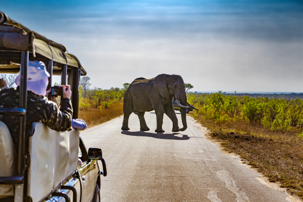 KRUGER - SAFARI 