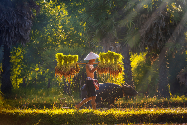 LAOS 